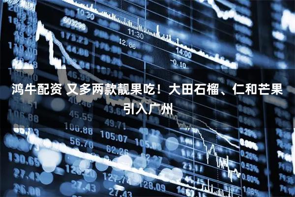 鸿牛配资 又多两款靓果吃！大田石榴、仁和芒果引入广州